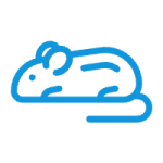 小鼠